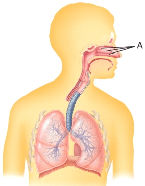 <strong>Identify structure A in the image. </strong> A) nostril B) sinus C) olfactory epithelium D) nasal cavity E) nasal conchae