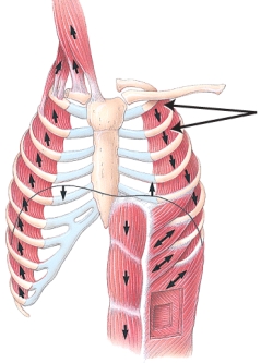 <strong>Identify the group of muscles indicated on the image by the double arrows. </strong> A) deltoideus muscles B) scalene muscles C) intercostal muscles D) rectus abdominis E) gluteus maximus