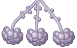 <strong>The collapse of the air sacs shown in this image will have which of the following consequences? </strong> A) the mucus layer will disintegrate B) lung ventilation will increase C) ciliary movement will be impaired D) gas exchange will be impaired E) expiration of oxygen<sub> </sub>will<sub> </sub>occur