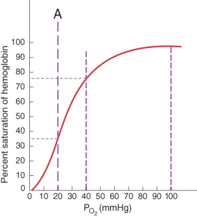 <strong>Which of the following scenarios does label A most likely represent? </strong> A) oxygenated blood at high altitudes B) oxygenated blood in systemic arteries C) deoxygenated blood due to contracting skeletal muscles D) deoxygenated blood due to high cooperativity between oxygen and hemoglobin E) deoxygenated blood in systemic veins at rest