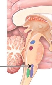 <strong>The figure below shows various components of the respiratory center. Identify the group of neurons indicated by the arrow. </strong> A) pre-Bötzinger complex B) medulla oblongata C) dorsal respiratory group D) apneustic area E) pneumotaxic area