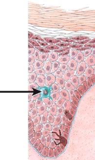 <strong>Which of the following is the function of the blue-colored cell in the image? </strong> A) signaling the immune system about the presence of an invading microbe B) facilitating the production of T and B lymphocytes C) secreting an oily substance to coat the skin's surface D) producing a dark pigment that protects the skin from ultraviolet rays E) triggering primary lymphoid organs to produce anti-inflammatory hormones