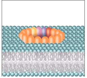 <strong>Which of the following is a consequence of the interaction seen in the image? </strong> A) activation of the classical complement pathway B) breakdown of the membrane attack complex C) rupture of a microbial cell D) suppressed histamine release E) increased opsonin production