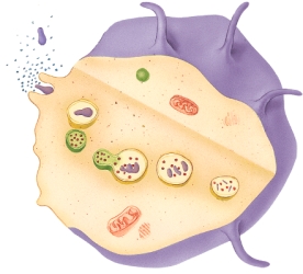 <strong>Identify the process depicted by this image. </strong> A) replication B) activation C) leukocytosis D) extravasation E) phagocytosis