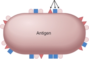 <strong>Identify the structure marked by the lines in the image. </strong> A) epitopes B) antigen receptors C) haptens D) antibody presenters E) pseudopods