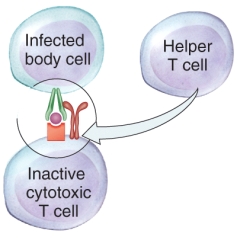 <strong>Identify the process in the image. </strong> A) CD4 cell maturation B) CD8 cell activation C) CD4 cell clonal selection D) CD8 cell suppression E) CD4 cell formation