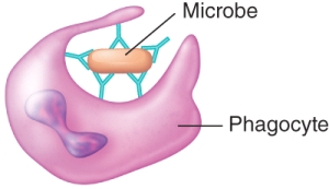 <strong>Which of the following antibody actions is depicted in the image? </strong> A) precipitation B) complement activation C) opsonization D) agglutination E) antigen neutralization