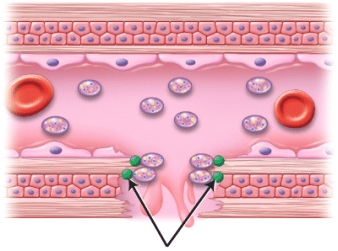 <strong>Identify the green circular structures indicated in the image.  </strong> A) platelet-derived growth factors B) colony-stimulating factors C) von Willebrand factors D) hematopoietic growth factors E) fibrin-stabilizing factors <div style=padding-top: 35px> 