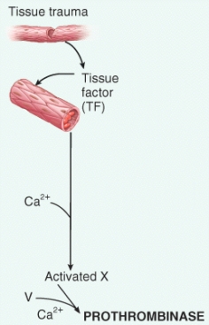 <strong>Identify the step of the blood clot formation process depicted in the image.  </strong> A) extrinsic pathway B) intrinsic pathway C) Rho activation D) platelet release reaction E) clot retraction <div style=padding-top: 35px> 
