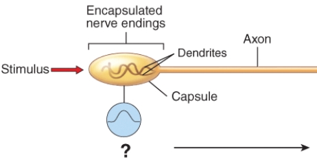 <strong>Which type of signal is occurring in the dendrites of the encapsulated nerve endings? </strong> A) action potentials B) neurotransmitter exocytosis C) postsynaptic potentials D) receptor potentials
