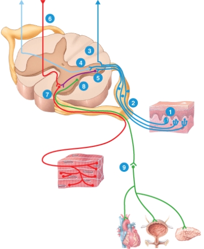 <strong>How would damage to the area labeled #1 affect sensory and motor processing by the spinal cord? </strong> A) failure to communicate with #9 B) failure to communicate with #8 C) failure to communicate with #5 D) failure to communicate with #7