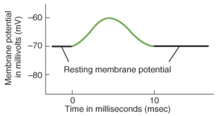 <strong>Which of the following conditions would create this graph when a channel opens and the specific ion passes through? </strong> A) Cl<sup>-</sup> concentration higher outside a cell B) Cl<sup>-</sup> concentration higher inside a cell C) Na<sup>+</sup> concentration higher inside a cell D) either Cl<sup>-</sup> or Na<sup>+</sup> concentrations higher inside a cell