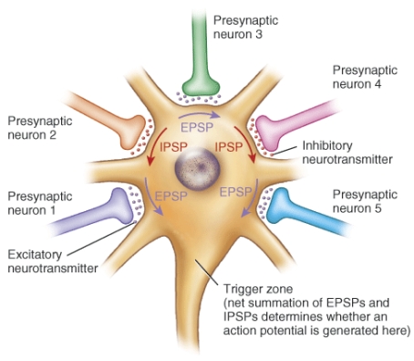 <strong>Assume the potentials from the following combinations of dendrites reach the axon hillock/trigger zone at the same time. Which combination will have the greatest chance of generating an action potential? </strong> A) 1, 2, 4 B) 2, 3, 4 C) 3, 4, 5 D) 1, 4, 5