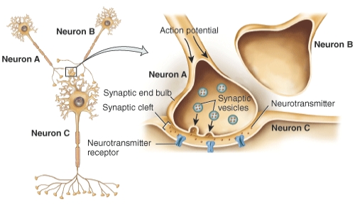 <strong>Based on the figure, if Neuron B releases a neurotransmitter that causes a hyperpolarizing potential in Neuron A, would Neuron C be affected, and if so, how? </strong> A) Yes, the effect on A would lead to a decrease in neurotransmitter release, thus decreasing the output to C. B) Yes, the effect on A would lead to a increase in neurotransmitter release, thus increasing the output to C. C) No, because A doesn't directly interact with C. D) No, because hyperpolarizing potentials don't affect neurotransmitter release.