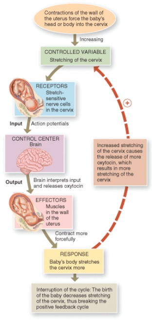 <strong>Referring to the flow chart, what directly causes the muscles of the uterus to contract more forcefully? </strong> A) cervical stretch B) action potentials in cervical nerve cells C) oxytocin from the brain D) the baby's body pushing on the cervix