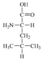 <strong>Which of the amino acids is a building block for proteins?</strong> A) B) C) D) E)