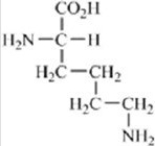 <strong>Which of the amino acids contains a basic side chain?</strong> A) B) C) D) E)