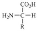 <strong>Which of these forms represents how an amino acid exists under physiological conditions?</strong> A) B) C) D) E)