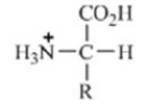 <strong>Which of these forms represents how an amino acid exists under physiological conditions?</strong> A) B) C) D) E)
