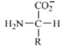 <strong>Which of these forms represents how an amino acid exists under physiological conditions?</strong> A) B) C) D) E)