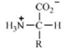 <strong>Which of these forms represents how an amino acid exists under physiological conditions?</strong> A) B) C) D) E)