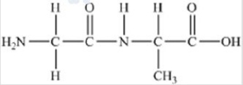 <strong>The following peptide is formed from two amino acids: Which of the following correctly identifies the peptide bond as indicated by the circled bond? </strong> A)A B)B C)C D)D E)E