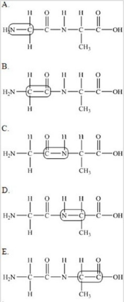 <strong>The following peptide is formed from two amino acids: Which of the following correctly identifies the peptide bond as indicated by the circled bond? </strong> A)A B)B C)C D)D E)E