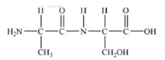 <strong>The following peptide is formed from two amino acids: Which of the following correctly identifies the peptide bond as indicated by the circled bond? </strong> A)A B)B C)C D)D E)E