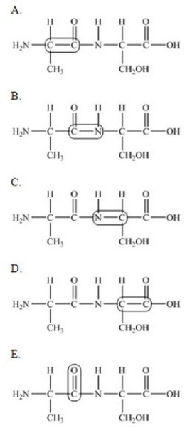 <strong>The following peptide is formed from two amino acids: Which of the following correctly identifies the peptide bond as indicated by the circled bond? </strong> A)A B)B C)C D)D E)E