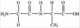 <strong>The following peptide is formed from two amino acids: Which of the following correctly identifies the alpha carbons as indicated by the circled atoms? </strong> A)A B)B C)C D)D E)E