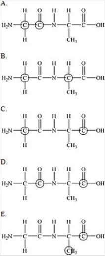<strong>The following peptide is formed from two amino acids: Which of the following correctly identifies the alpha carbons as indicated by the circled atoms? </strong> A)A B)B C)C D)D E)E
