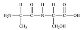 <strong>The following peptide is formed from two amino acids: Which of the following correctly identifies the alpha carbons as indicated by the circled atoms? </strong> A)A B)B C)C D)D E)E