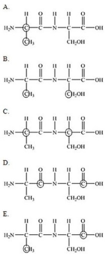 <strong>The following peptide is formed from two amino acids: Which of the following correctly identifies the alpha carbons as indicated by the circled atoms? </strong> A)A B)B C)C D)D E)E