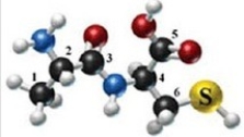 <strong>The following molecule is formed by two amino acids: Identify the alpha carbons using the numbers as shown.</strong> A)2, 4 B)1, 6 C)2, 3 D)2, 6