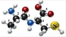 <strong>The following molecule is formed by two amino acids: Identify the alpha carbons (using the numbers as shown)and the side chains for each amino acid in the molecule.</strong> A)2, 4; CH<sub>3</sub>, CH<sub>2</sub>SH B)1, 6; CHNH<sub>2</sub>, SH C)2, 3; CH<sub>3</sub>, CO D)2, 4; NH<sub>2</sub>, CO<sub>2</sub>H E)2, 6; CH<sub>3</sub>, SH