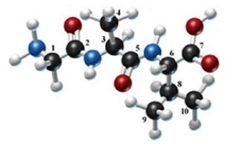 <strong>The following molecule is formed by three amino acids: Identify the alpha carbons (using the numbers as shown)and the side chains for each amino acid in the molecule.</strong> A)1, 2; H, CO B)3, 5, 8; CH<sub>3</sub>, CO, CH<sub>2</sub>(CH<sub>3</sub>)<sub>2</sub> C)1, 3, 5; H, CH<sub>3</sub>, CO D)2, 3, 8; CO, CH<sub>3</sub>, CH<sub>3</sub> E)1, 3, 6; H, CH<sub>3</sub>, CH<sub>2</sub>(CH<sub>3</sub>)<sub>2</sub>