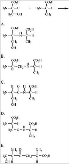 <strong>Which of the following correctly shows the product of the reaction between serine and alanine? </strong> A)A B)B C)C D)D E)E
