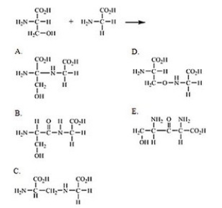<strong>Which of the following correctly shows the product of the reaction between serine and glycine? </strong> A)A B)B C)C D)D E)E