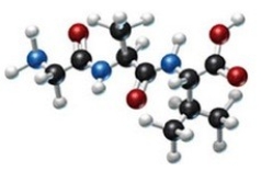 <strong>How many different amino acids are obtained by hydrolyzing all the peptide bonds in the following polypeptide? </strong> A)0 B)1 C)2 D)3 E)4