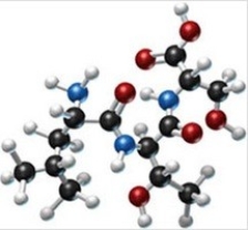 <strong>How many different amino acids are obtained by hydrolyzing all the peptide bonds in the following polypeptide? </strong> A)1 B)2 C)3 D)4 E)5