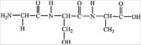<strong>How many different amino acids are obtained by hydrolyzing all the peptide bonds in the following polypeptide? </strong> A)1 B)2 C)3 D)4 E)5