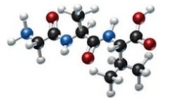 <strong>Which amino acids are obtained by hydrolyzing all the peptide bonds in the following polypeptide? </strong> A) B) C) D) E)
