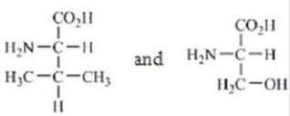 <strong>Which amino acids are obtained by hydrolyzing all the peptide bonds in the following polypeptide? </strong> A) B) C) D) E)