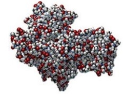 <strong>Which type of protein structure is illustrated by this image of hexokinase? </strong> A)primary B)secondary C)tertiary D)quaternary E)helical