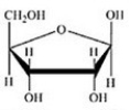 <strong>Which of the following structures is the sugar found in DNA?</strong> A) B) C) D) E)