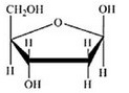 <strong>Which of the following structures is the sugar found in DNA?</strong> A) B) C) D) E)