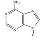 <strong>Which of the following structures is the sugar found in DNA?</strong> A) B) C) D) E)