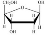 <strong>Which of the following structures is the sugar found in RNA?</strong> A) B) C) D) E)