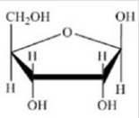 <strong>Which of the following structures is the sugar found in RNA?</strong> A) B) C) D) E)
