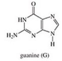 <strong>Which of the following is not a base found in DNA?</strong> A) B) C) D) E)